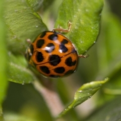 Harmonia conformis at Higgins, ACT - 7 Sep 2018