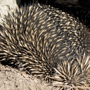 Tachyglossus aculeatus at Amaroo, ACT - 9 Sep 2018 09:29 AM