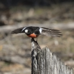 Petroica boodang (Scarlet Robin) at Amaroo, ACT - 8 Sep 2018 by Alison Milton
