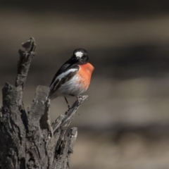 Petroica boodang at Amaroo, ACT - 9 Sep 2018 09:55 AM