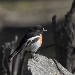 Petroica boodang at Amaroo, ACT - 9 Sep 2018 09:55 AM