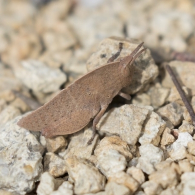 Goniaea australasiae (Gumleaf grasshopper) at Mulligans Flat - 9 Sep 2018 by Alison Milton