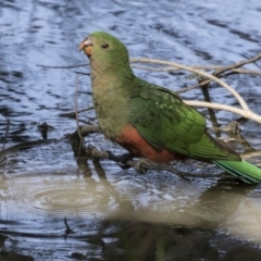 Alisterus scapularis at Parkes, ACT - 24 Sep 2018