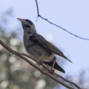 Manorina melanocephala at Barton, ACT - 24 Sep 2018