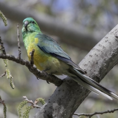 Psephotus haematonotus (Red-rumped Parrot) at Parkes, ACT - 24 Sep 2018 by Alison Milton