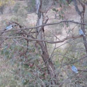 Artamus personatus at Stromlo, ACT - 25 Sep 2018