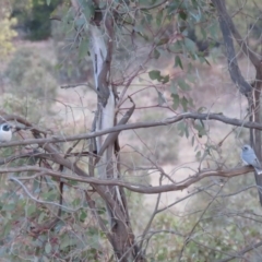 Artamus personatus at Stromlo, ACT - 25 Sep 2018 05:43 PM