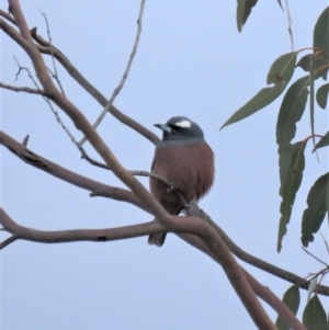 Artamus superciliosus at Stromlo, ACT - 25 Sep 2018