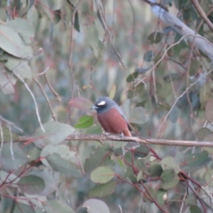 Artamus superciliosus at Stromlo, ACT - 25 Sep 2018