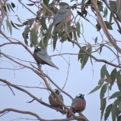 Artamus superciliosus at Stromlo, ACT - 25 Sep 2018