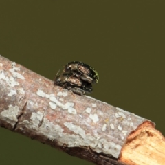 Alticini (tribe) (Unidentified flea beetle) at Hackett, ACT - 25 Sep 2018 by TimL