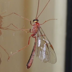 Enicospilus sp. (genus) at Conder, ACT - 13 Sep 2018 12:40 AM