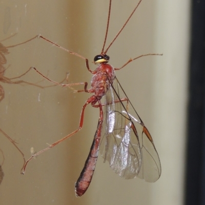 Enicospilus sp. (genus) (An ichneumon wasp) at Conder, ACT - 13 Sep 2018 by MichaelBedingfield