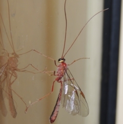 Enicospilus sp. (genus) at Conder, ACT - 13 Sep 2018 12:40 AM