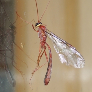 Enicospilus sp. (genus) at Conder, ACT - 13 Sep 2018