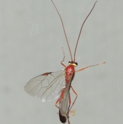 Enicospilus sp. (genus) at Conder, ACT - 13 Sep 2018