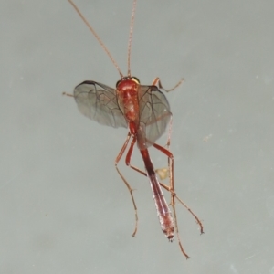 Enicospilus sp. (genus) at Conder, ACT - 13 Sep 2018 12:40 AM