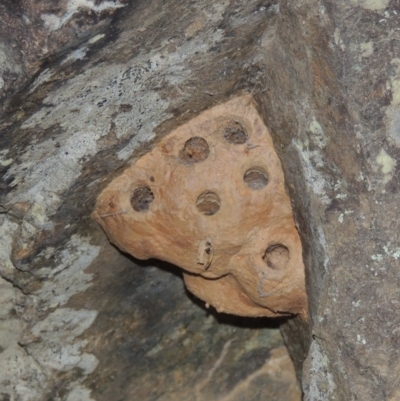 Apocrita (suborder) Nest (Unidentified wasp nest) at Greenway, ACT - 13 Nov 2014 by MichaelBedingfield