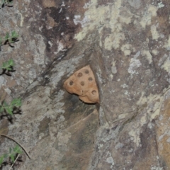 Apocrita (suborder) at Greenway, ACT - 13 Nov 2014