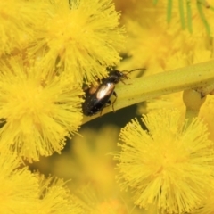 Sarothrocrepis civica (An arboreal 'ground' beetle) at ANBG - 25 Sep 2018 by TimL