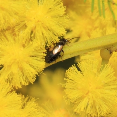 Sarothrocrepis civica (An arboreal 'ground' beetle) at Hackett, ACT - 25 Sep 2018 by TimL