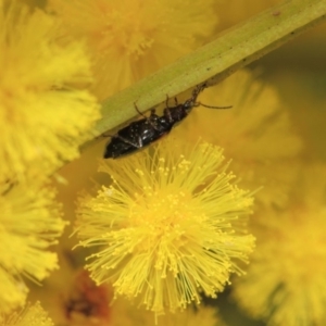 Sarothrocrepis civica at Hackett, ACT - 25 Sep 2018