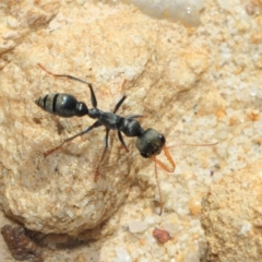 Myrmecia sp., pilosula-group (Jack jumper) at Acton, ACT - 25 Sep 2018 by TimL