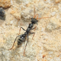 Myrmecia sp., pilosula-group at Acton, ACT - 25 Sep 2018