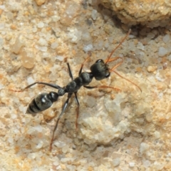 Myrmecia sp., pilosula-group at Acton, ACT - 25 Sep 2018