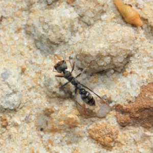 Myrmecia sp., pilosula-group at Acton, ACT - 25 Sep 2018 02:12 PM