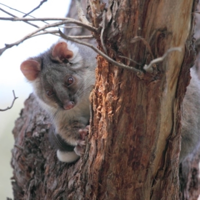 Pseudocheirus peregrinus (Common Ringtail Possum) at ANBG - 25 Sep 2018 by Tim L