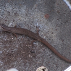 Saproscincus mustelinus (Weasel Skink) at Waramanga, ACT - 11 Mar 2018 by AndrewZelnik