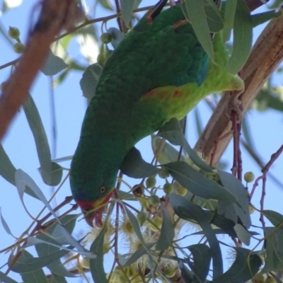 Lathamus discolor (Swift Parrot) at Parkes, ACT - 25 Sep 2018 by roymcd