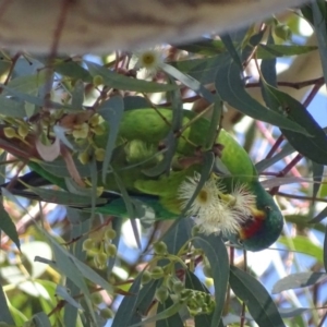 Lathamus discolor at Parkes, ACT - 25 Sep 2018