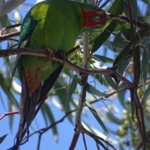 Lathamus discolor at Parkes, ACT - 25 Sep 2018