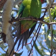 Lathamus discolor at Parkes, ACT - 25 Sep 2018