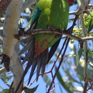 Lathamus discolor at Parkes, ACT - 25 Sep 2018