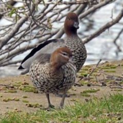 Chenonetta jubata (Australian Wood Duck) at Barton, ACT - 26 Sep 2018 by RodDeb