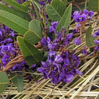 Hardenbergia violacea (False Sarsaparilla) at Parkes, ACT - 26 Sep 2018 by RodDeb