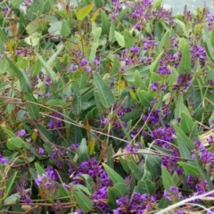 Hardenbergia violacea at Parkes, ACT - 26 Sep 2018