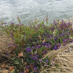 Hardenbergia violacea at Parkes, ACT - 26 Sep 2018 12:00 PM