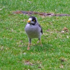 Manorina melanocephala at Parkes, ACT - 26 Sep 2018