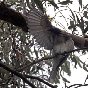 Philemon corniculatus at Parkes, ACT - 26 Sep 2018