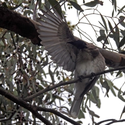 Philemon corniculatus (Noisy Friarbird) at Parkes, ACT - 26 Sep 2018 by RodDeb