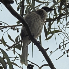 Philemon corniculatus at Parkes, ACT - 26 Sep 2018