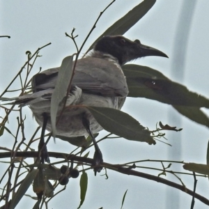 Philemon corniculatus at Parkes, ACT - 26 Sep 2018