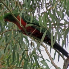 Alisterus scapularis at Parkes, ACT - 26 Sep 2018 12:42 PM