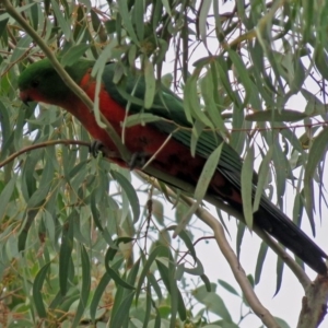 Alisterus scapularis at Parkes, ACT - 26 Sep 2018 12:42 PM