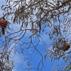 Alisterus scapularis at Parkes, ACT - 26 Sep 2018