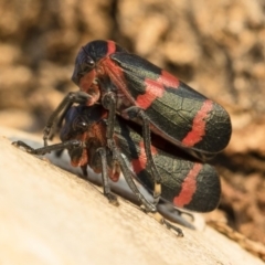 Eurymelops rubrovittata (Red-lined Leaf Hopper) at Illilanga & Baroona - 10 Sep 2018 by Illilanga